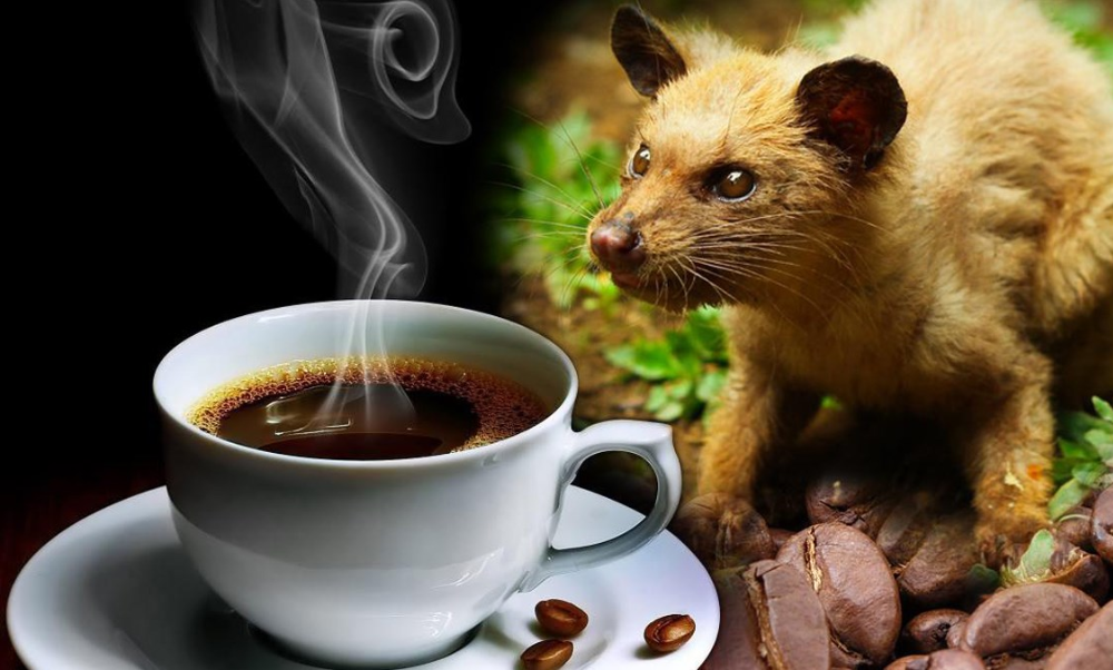 weasel-coffee-thumb.png